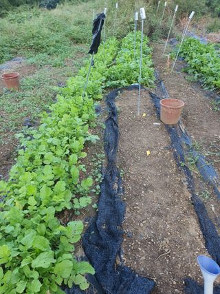 실로암농원님의 자유주제 · 자유게시판 작성글 사진