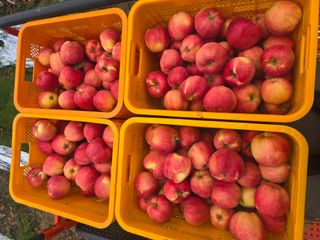 사과청일농원🍎님의 작성글 사진