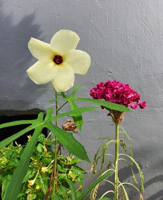 연향님의 자유주제 · 자유게시판 작성글 사진