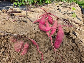 동산계곡님의 자유주제 · 자유게시판 작성글 사진