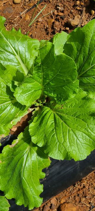 철우(이철우)님의 자유주제 · 자유게시판 작성글 사진