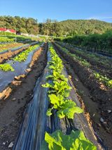 팜모닝 자유주제·자유게시판 게시글 이미지