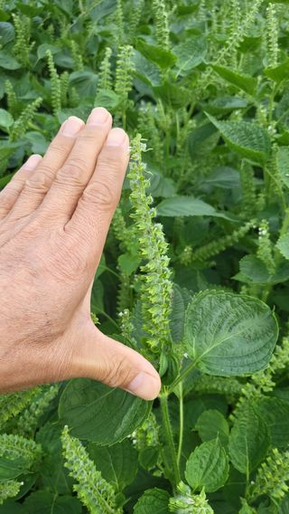 은태농님의 자유주제 · 자유게시판 작성글 사진