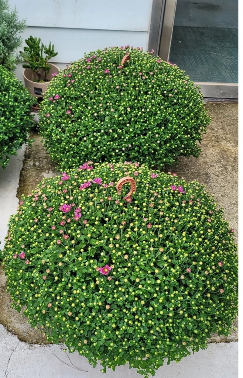 장터 상품 [명품)핑크.노랑 국화 화분] 썸네일