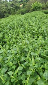 팜모닝 자유주제·자유게시판 게시글 이미지