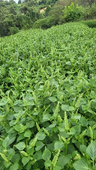 은태농님의 자유주제 · 자유게시판 작성글 사진