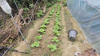 삼례텃밭지기님의 자유주제 · 자유게시판 작성글 사진