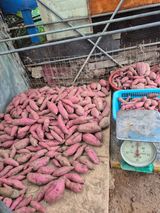 팜모닝 · 게시글 이미지