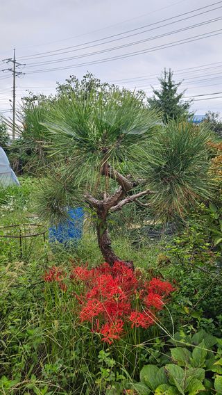 삼례텃밭지기님의 자유주제 · 자유게시판 작성글 사진