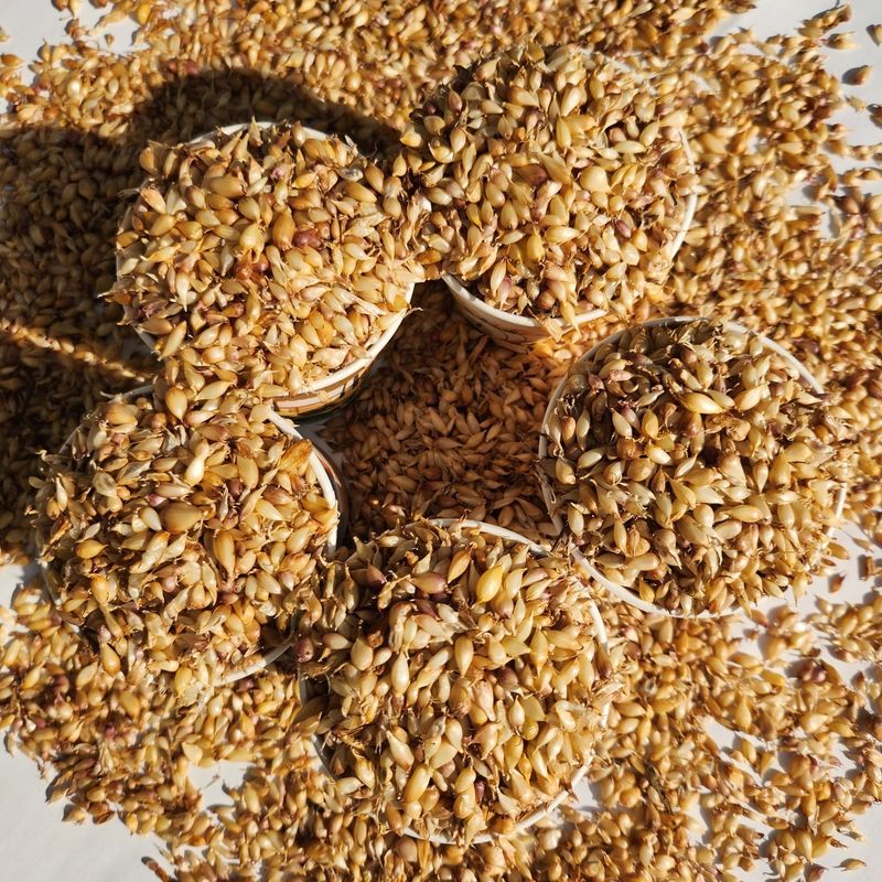 장터 상품 [홍산마늘 주아씨앗 1컵 100g (종이컵기준)] 썸네일