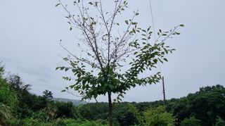 아침농원님의 자유주제 · 자유게시판 작성글 사진