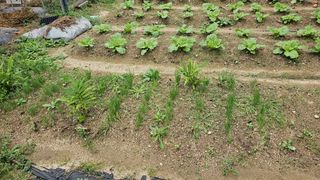 삼례텃밭지기님의 자유주제 · 자유게시판 작성글 사진