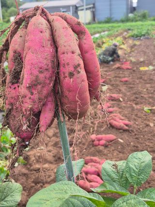 농부님.모두.모두힘님의 작성글 사진