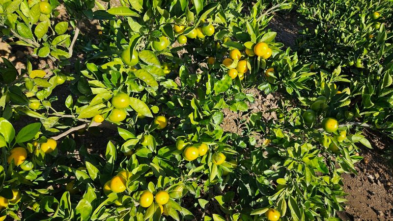 김경철님의 장터 판매 상품 [그린향 판매합니다] 첨부 사진