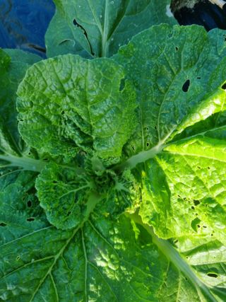 초보농군 정종호님의 자유주제 · 자유게시판 작성글 사진