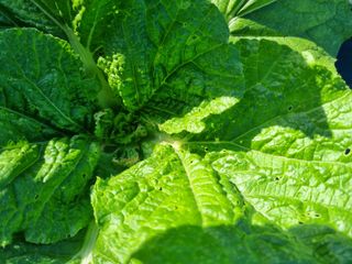 초보농군 정종호님의 자유주제 · 자유게시판 작성글 사진