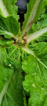 팜모닝 자유주제·자유게시판 게시글 이미지