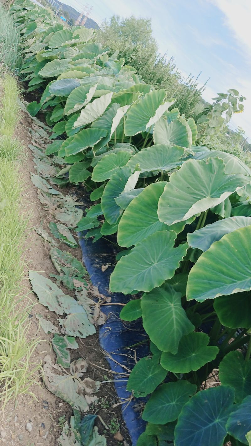 장터 상품 [생 토란줄기 1kg] 썸네일