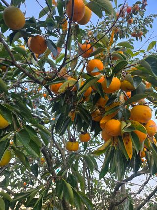 자연인님의 자유주제 · 자유게시판 작성글 사진