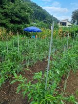 팜모닝 자유주제·자유게시판 게시글 이미지