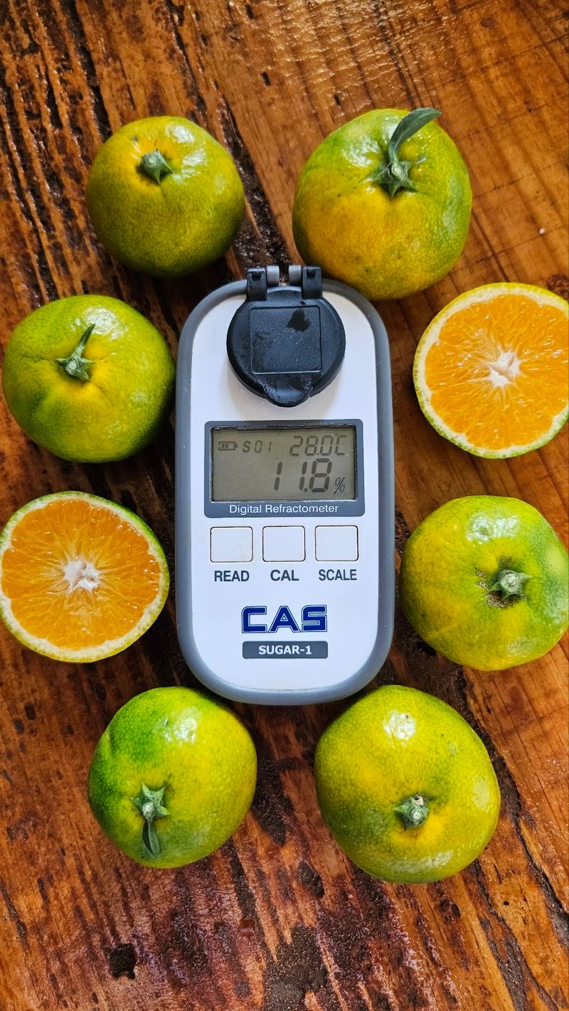 김경철님의 장터 판매 상품 [그린향 판매합니다] 첨부 사진