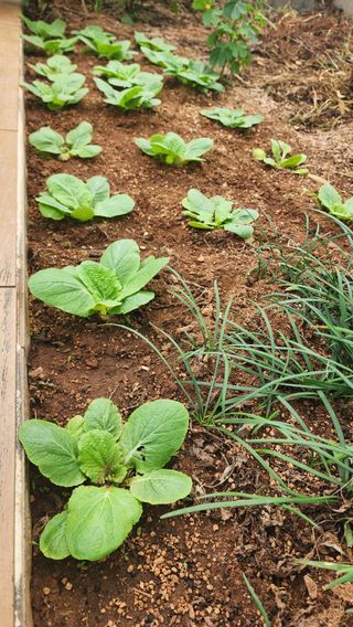울산도시농부님의 자유주제 · 자유게시판 작성글 사진