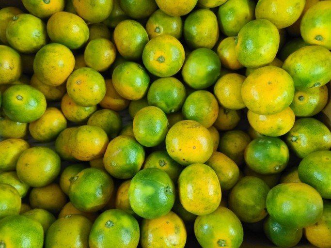 김경철님의 장터 판매 상품 [그린향 판매합니다] 첨부 사진