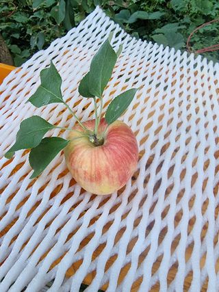 호랑이와인성이님의 작성글 사진