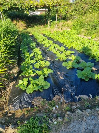 초보농군 정종호님의 자유주제 · 자유게시판 작성글 사진