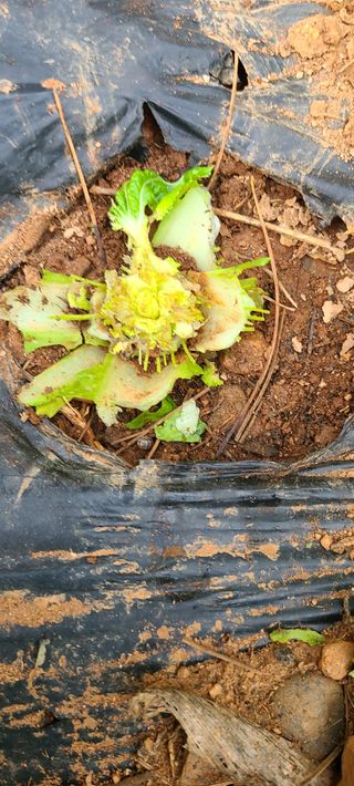 철우(이철우)님의 자유주제 · 자유게시판 작성글 사진