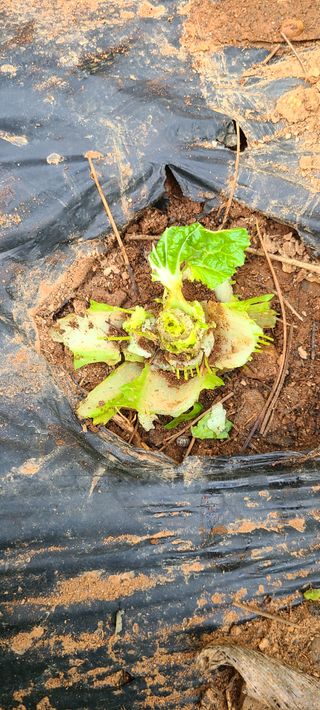 철우(이철우)님의 자유주제 · 자유게시판 작성글 사진