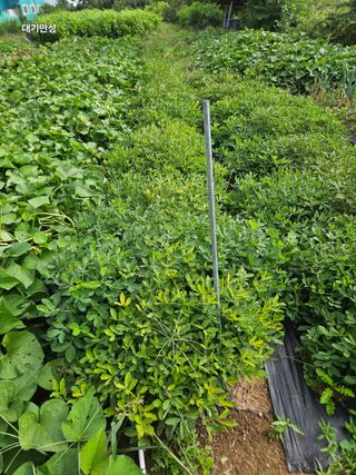 대구북구텃밭지기님의 자유주제 · 자유게시판 작성글 사진