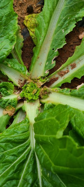 철우(이철우)님의 자유주제 · 자유게시판 작성글 사진