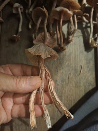 오선제님의 자유주제 · 자유게시판 작성글 사진