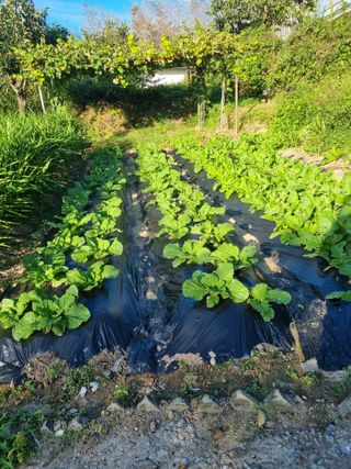초보농군 정종호님의 자유주제 · 자유게시판 작성글 사진