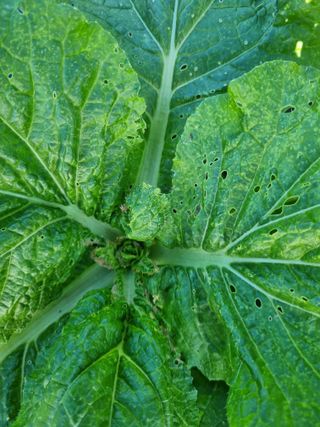 초보농군 정종호님의 자유주제 · 자유게시판 작성글 사진