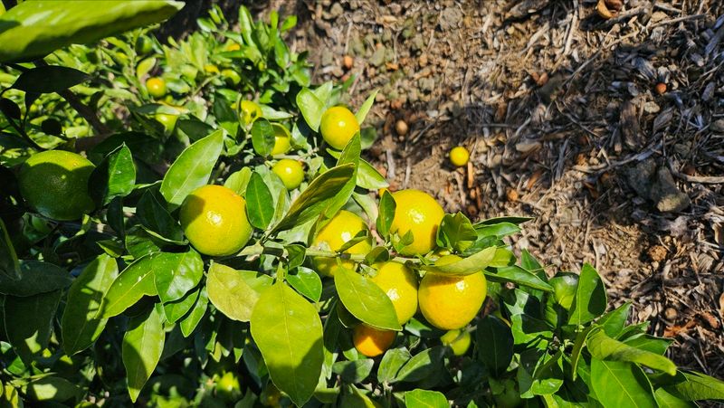 김경철님의 장터 판매 상품 [그린향 판매합니다] 첨부 사진