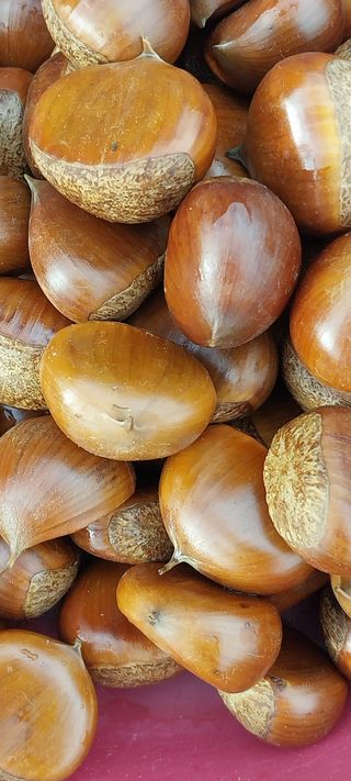 아로대추님의 작성글 사진