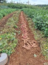 팜모닝 자유주제·자유게시판 게시글 이미지