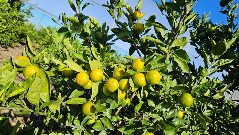 김경철님의 장터 판매 상품 [그린향 판매합니다] 첨부 사진