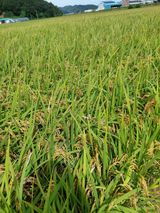 팜모닝 자유주제·자유게시판 게시글 이미지