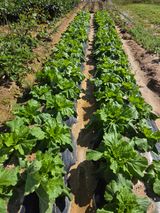 팜모닝 자유주제·자유게시판 게시글 이미지