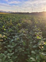 팜모닝 자유주제·자유게시판 게시글 이미지