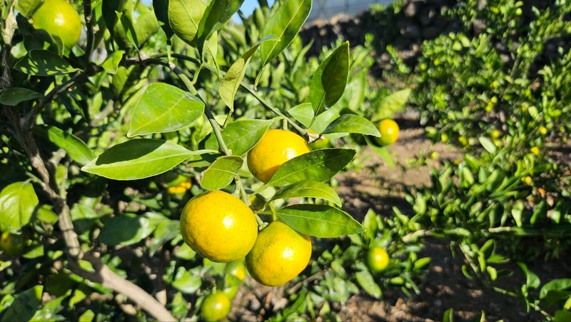 김경철님의 장터 판매 상품 [그린향 판매합니다] 첨부 사진