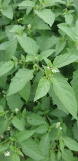 팜모닝 자유주제·자유게시판 게시글 이미지