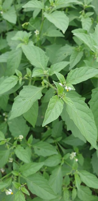 더좋은세상농원님의 자유주제 · 자유게시판 작성글 사진