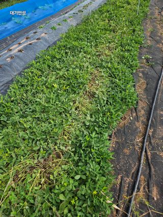 대구북구텃밭지기님의 자유주제 · 자유게시판 작성글 사진