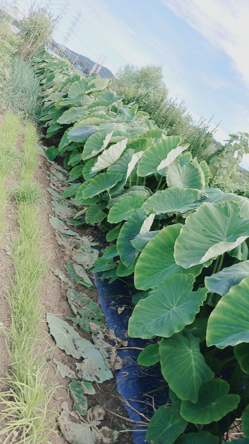 강성흔목사 님의 장터 판매 상품 [생 토란줄기 1kg] 첨부 사진