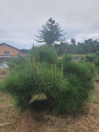 작은소나무님의 자유주제 · 사진전 작성글 사진