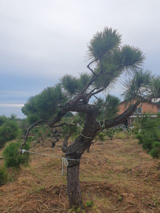작은소나무님의 자유주제 · 사진전 작성글 사진